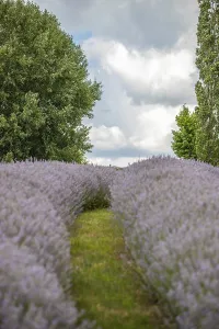 Beautiful summer evening in a lavender field
