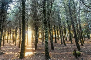 Beautiful sun rays lightening trees covered with moss in the foggy forest