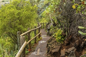Beautiful trail in the Laurisilva forest of Los tilos de Moya