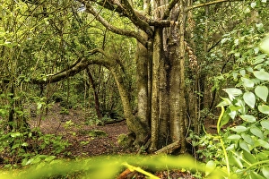 Beautiful tree in the Laurisilva forest of Los tilos de Moya in Doramas, Gran Canaria