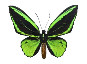 Beautiful tropical butterfly Ornithoptera priamus isolated on white background