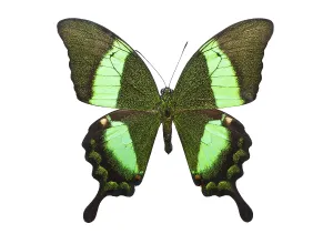 Beautiful tropical butterfly Papilio Palinurus isolated on white background