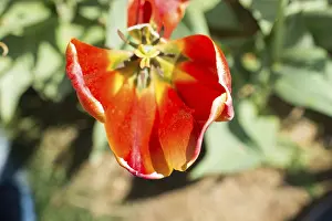 Beautiful tulips flower for postcard beauty concept design
