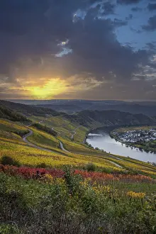 Beautiful vineyards in autumn, yellow leaves