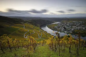 Beautiful vineyards in autumn, yellow leaves