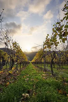 Beautiful vineyards in autumn, yellow leaves