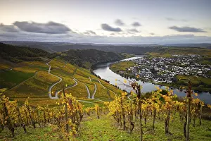 Beautiful vineyards in autumn, yellow leaves