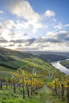 Beautiful vineyards in autumn, yellow leaves