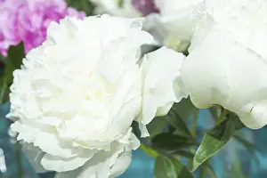 Beautiful white peony Dr. F.G. Brethour flower