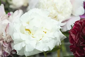 Beautiful white peony Marshmallow puff flower