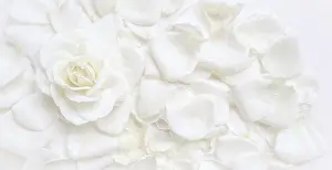 Beautiful white rose and petals on white background