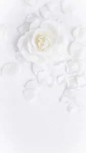 Beautiful white rose and petals on white background