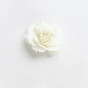 Beautiful white rose on white background