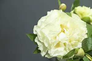 Beautiful yellow peony Sunny Girl flower