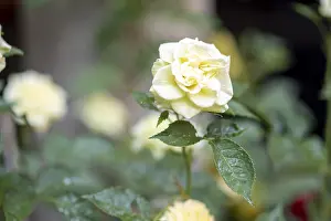 A beautiful yellow rose in full bloom a close up shot of a delicate rose with ruffled petals surrounded by vibrant