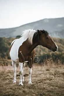 Beautiful young brown and white coloured horse eating grass on the pasture
