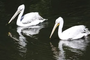 Beautiufl close up photo of cute white pelicans