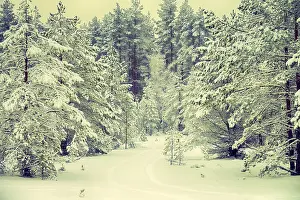 Beauty of the winter forest in fine weather after a snowfall