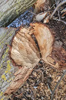Beaver bite on a tree trunk, Radolfzell am Lake Constance