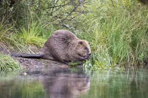 Beaver (Castor fiber) in the water