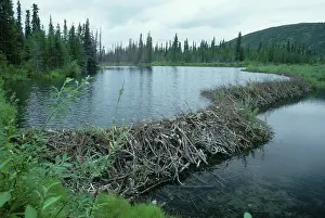 Beaver Dam, Alaska, USA