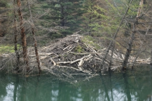 Beaver dam along the Icefields Parkway