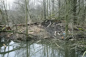 Beaver dam in a pond, Allgaeu, Bavaria