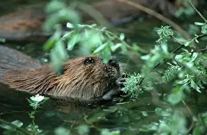 Beaver, Germany (Castor fiber)