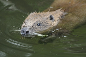 Beaver with plant in mouth, swimming in still water environment