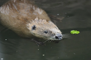 A beaver swimming in the water with a small leaf nearby