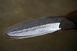 Beaver tail (Castor fiber)