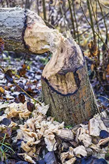 Beaver tree felling on the Teltow Canal