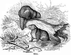 Two beavers, river, bank, grass