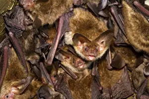 Bechstein's bat<br>Bechstein's bat