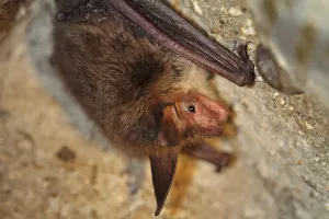 Bechstein's bat Bechstein's bat