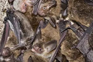 Bechstein's bat (Myotis bechsteinii)<br>Bechstein's bat (Myotis bechsteinii)