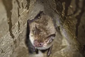 Bechstein's bat (Myotis bechsteinii)<br>Bechstein's bat (Myotis bechsteinii)