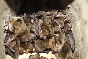 Bechstein's bat (Myotis bechsteinii)<br> Bechstein's bat (Myotis bechsteinii)