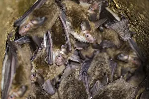 Bechstein's bat (Myotis bechsteinii)<br> Bechstein's bat (Myotis bechsteinii)