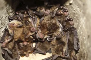 Bechstein's bat (Myotis bechsteinii)<br> Bechstein's bat (Myotis bechsteinii)