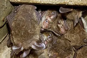 Bechstein's bat (Myotis bechsteinii)<br> Bechstein's bat (Myotis bechsteinii)