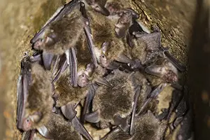 Bechstein's bat (Myotis bechsteinii)<br> Bechstein's bat (Myotis bechsteinii)