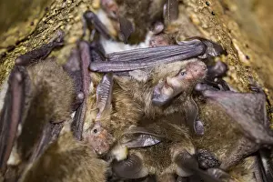 Bechstein's bat (Myotis bechsteinii)<br> Bechstein's bat (Myotis bechsteinii)