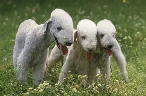 BEDLINGTON TERRIER DOG, ADULT ON GRASS