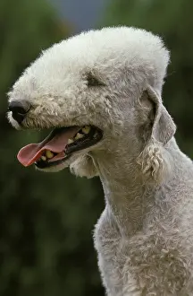Bedlington Terrier Dog Portrait