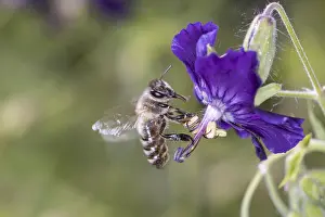 Bee - Apis mellifera - pollinates dusky crane's-bill - Geranium phaeum Lilly Lovell<br> Bee - Apis mellifera