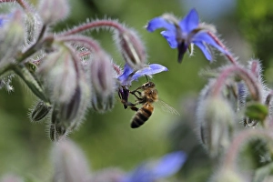 Bee (Apis sp.) on Borage (Borago officinalis)