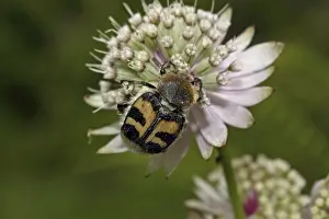Bee beetle (Trichius fasciatus)