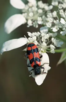 Bee Beetle (Trichodes apiarius)