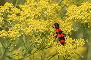 Bee beetle (Trichodes apiarius)
